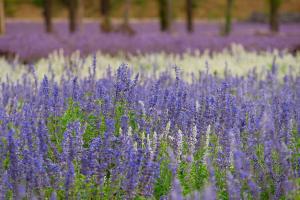 蓝调薰衣草庄园